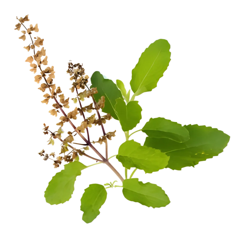 Tulsi oil