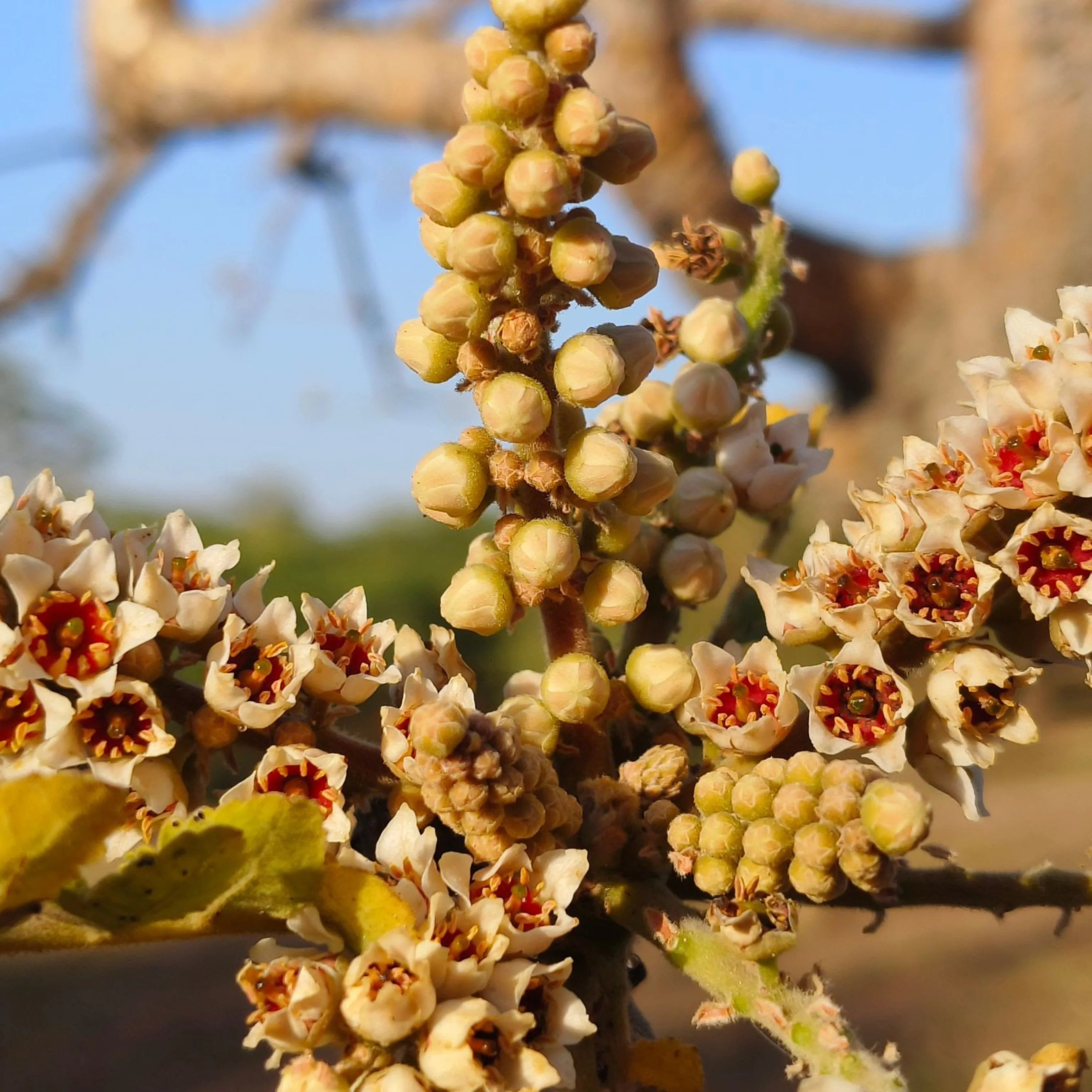 Boswellia serrata