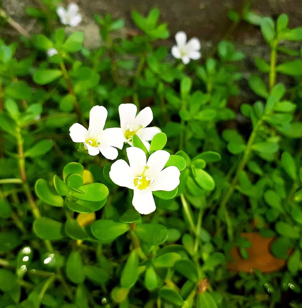 Brahmi 