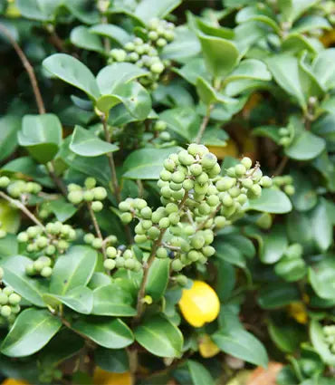 Commiphora mukul