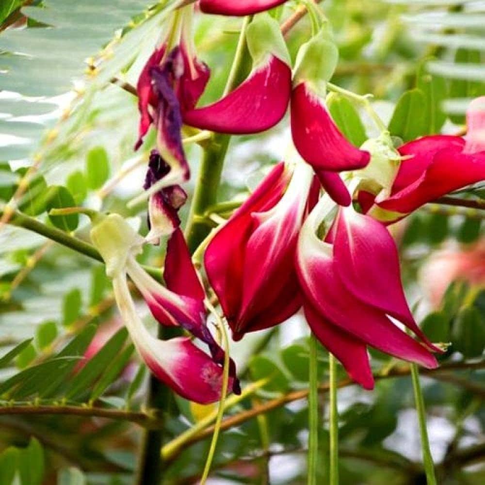 Sesbania agati