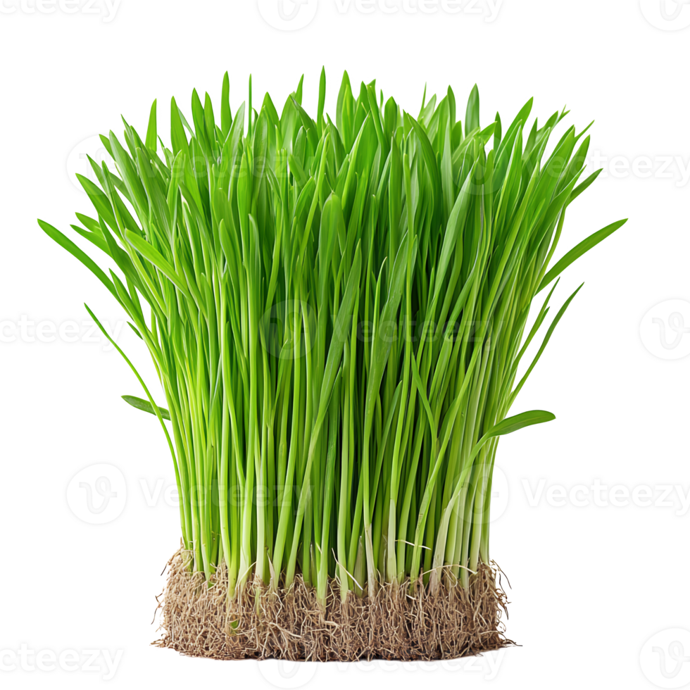 Wheatgrass & Beet
