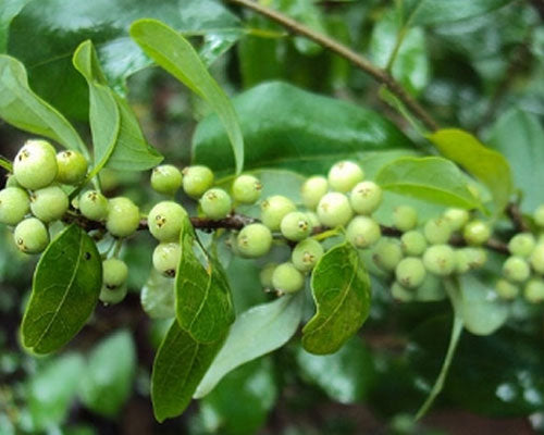 Commiphora mukul