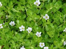 Bacopa Monnieri and Withania Somnifera