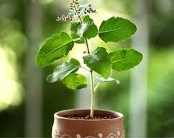 Tulsi