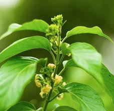Gymnema sylvestre