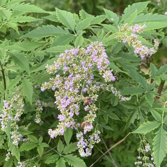 Vitex negundo
