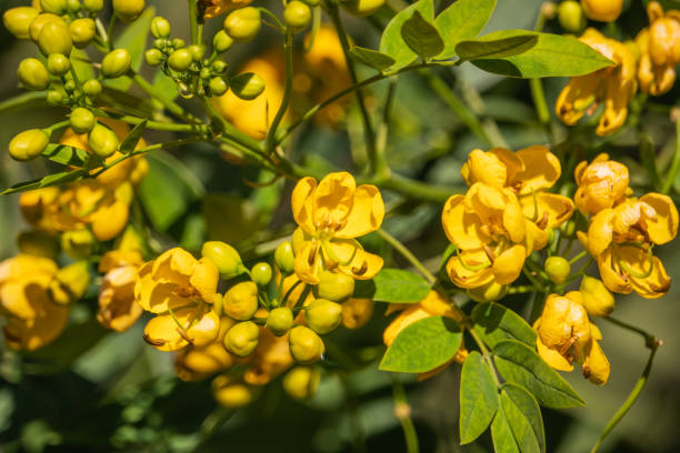 Senna