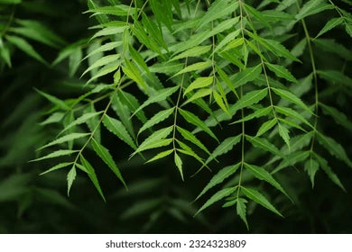 Neem oil 