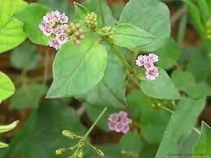 Punarnava 