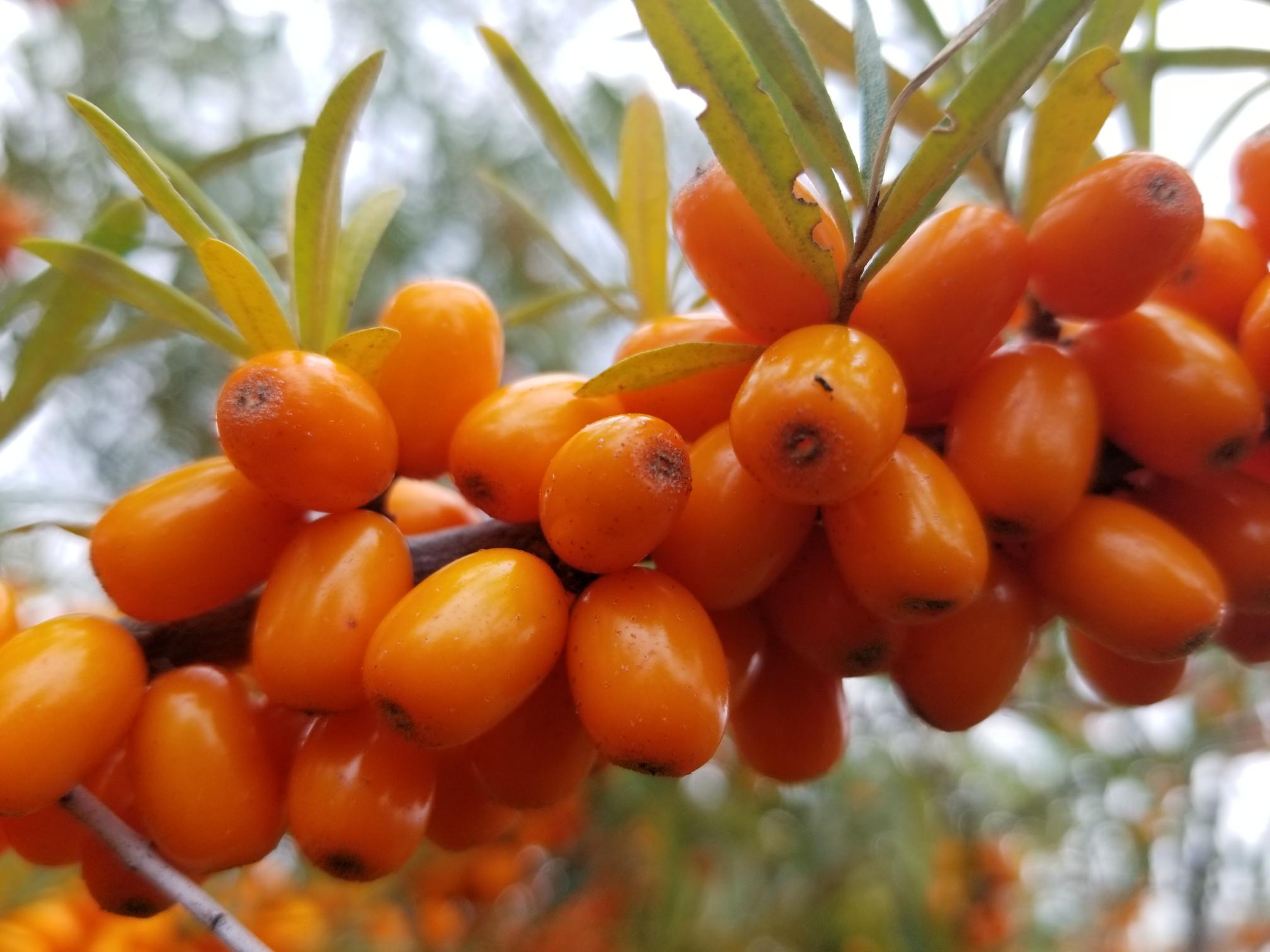 Sea buckthorn