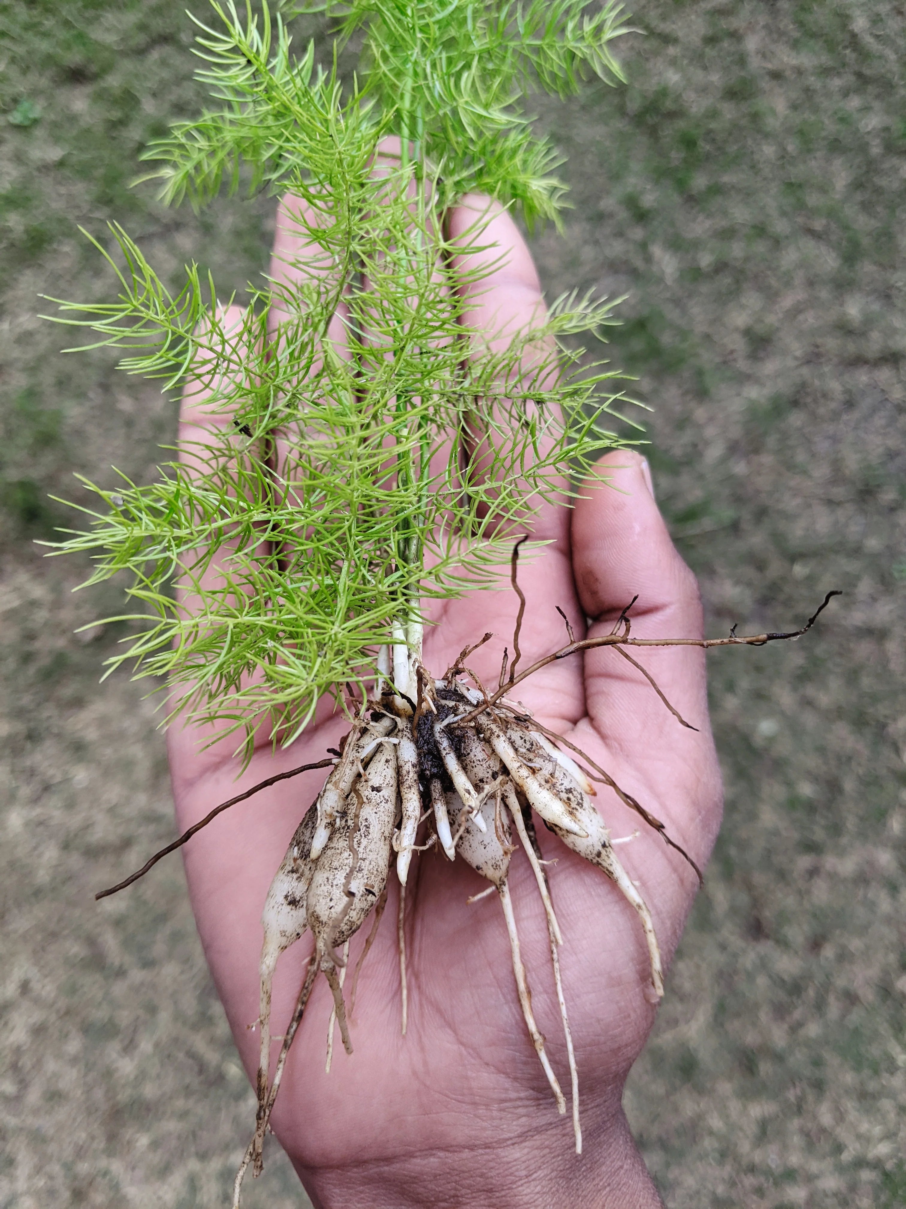 Shatavari 
