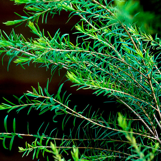 Tea tree oil